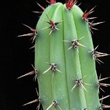 Myrtillocactus cochal BC, Mexico JL (unrooted cuttings-bouture non racinée) 65-70-85 cm L